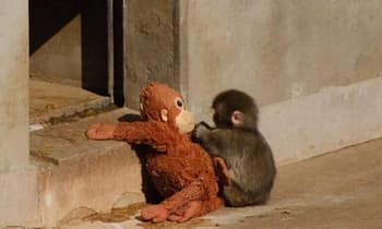 I Should Have Bought Punch’s Ikea Monkey When I Had the Chance