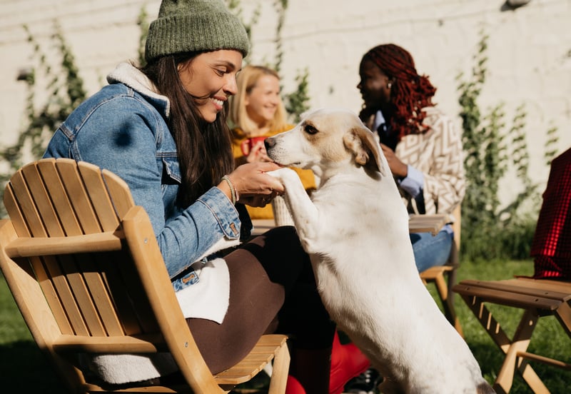 Points Pulse for Feb. 9, 2026: Shell partners with Scene+, WestJet travellers can now BNPL