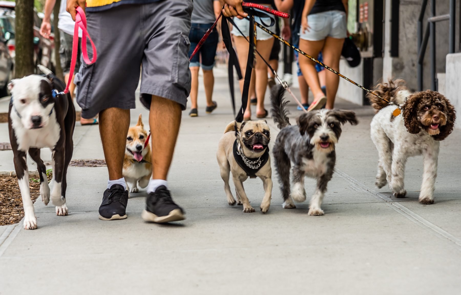 Dog's eye view of man walking several dogs on leashes