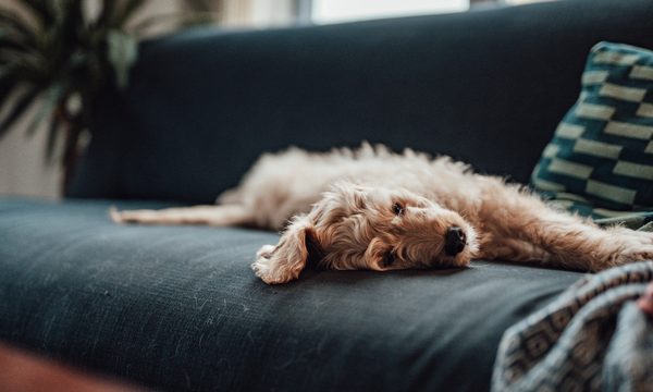 goldendoodle dog lying on a sofa