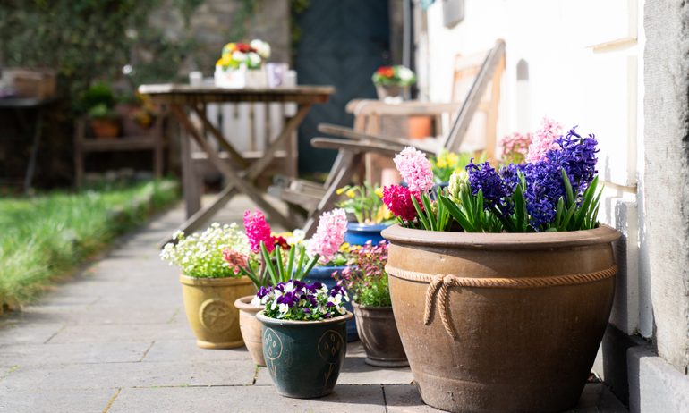 Flower, Flower Arrangement, Plant