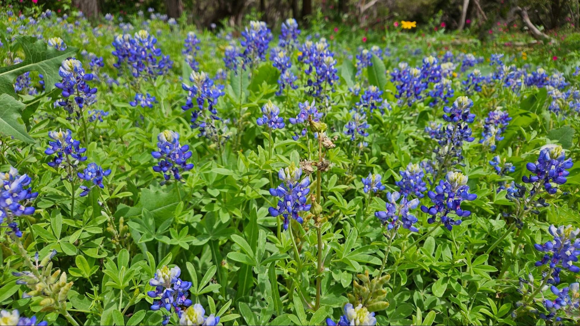 Flower, Lupin, Plant