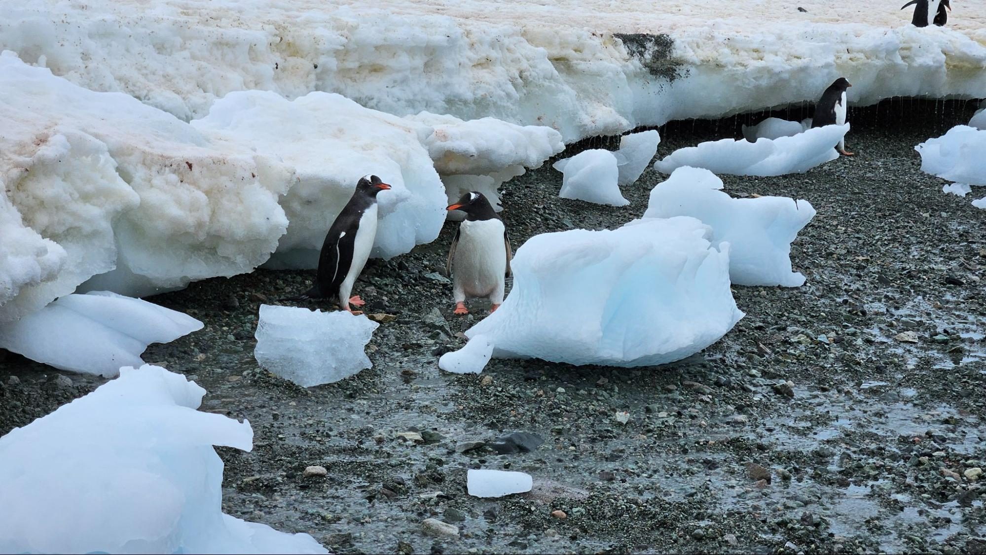 Animal, Bird, Penguin