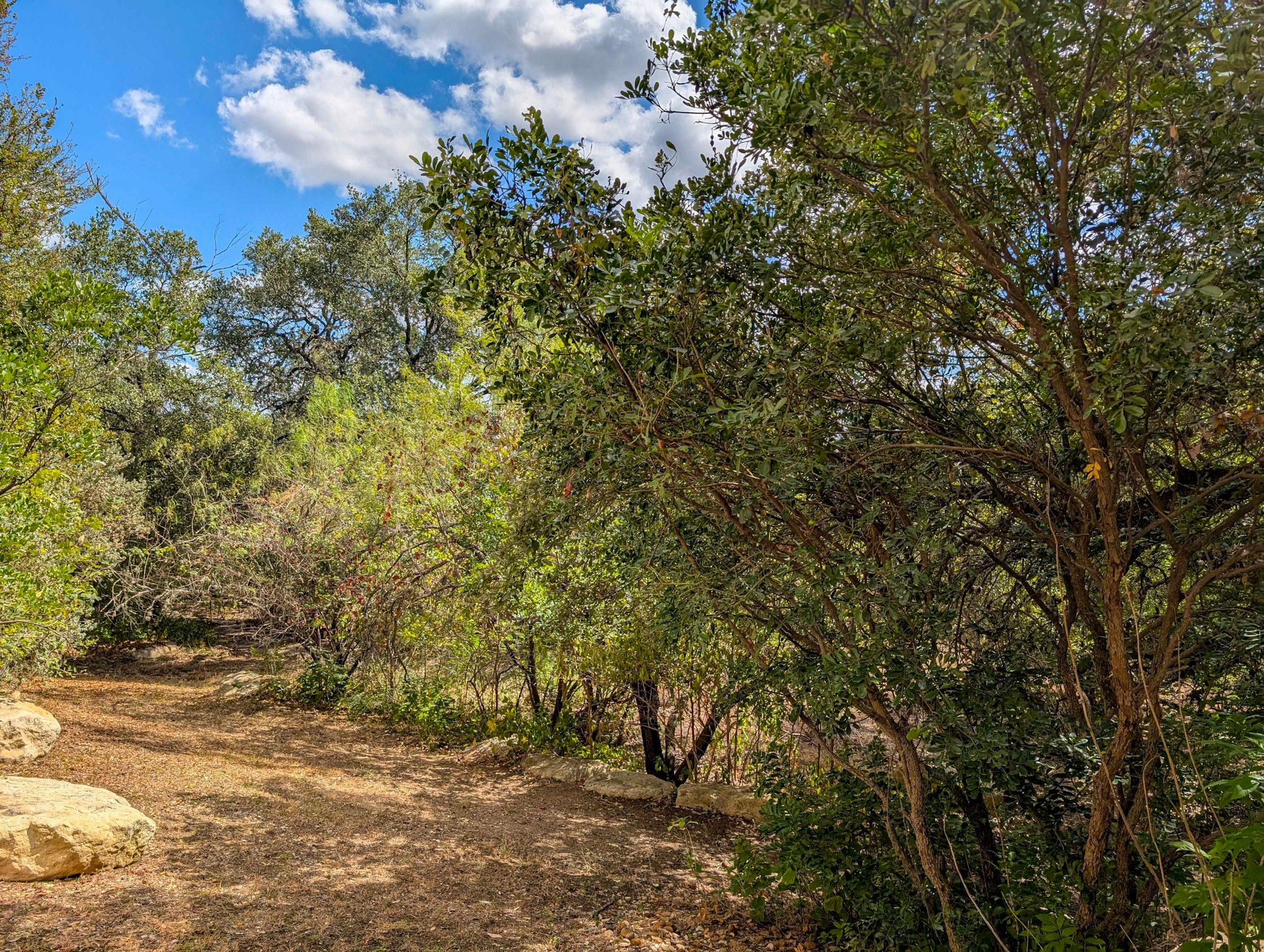 Plant, Vegetation, Land