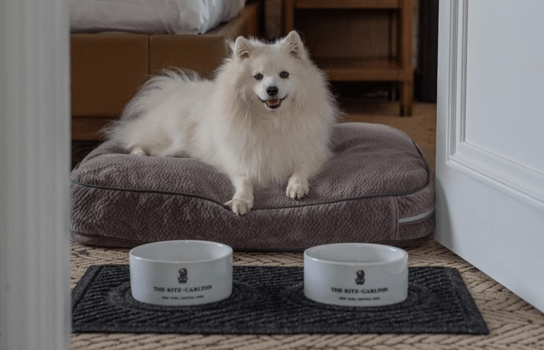 Animal, Canine, Mammal