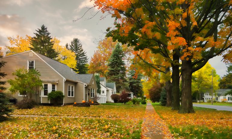 Plant, Tree, Neighborhood