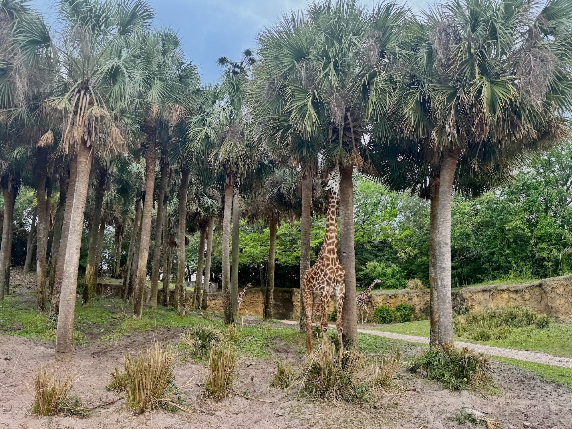 Summer, Plant, Vegetation