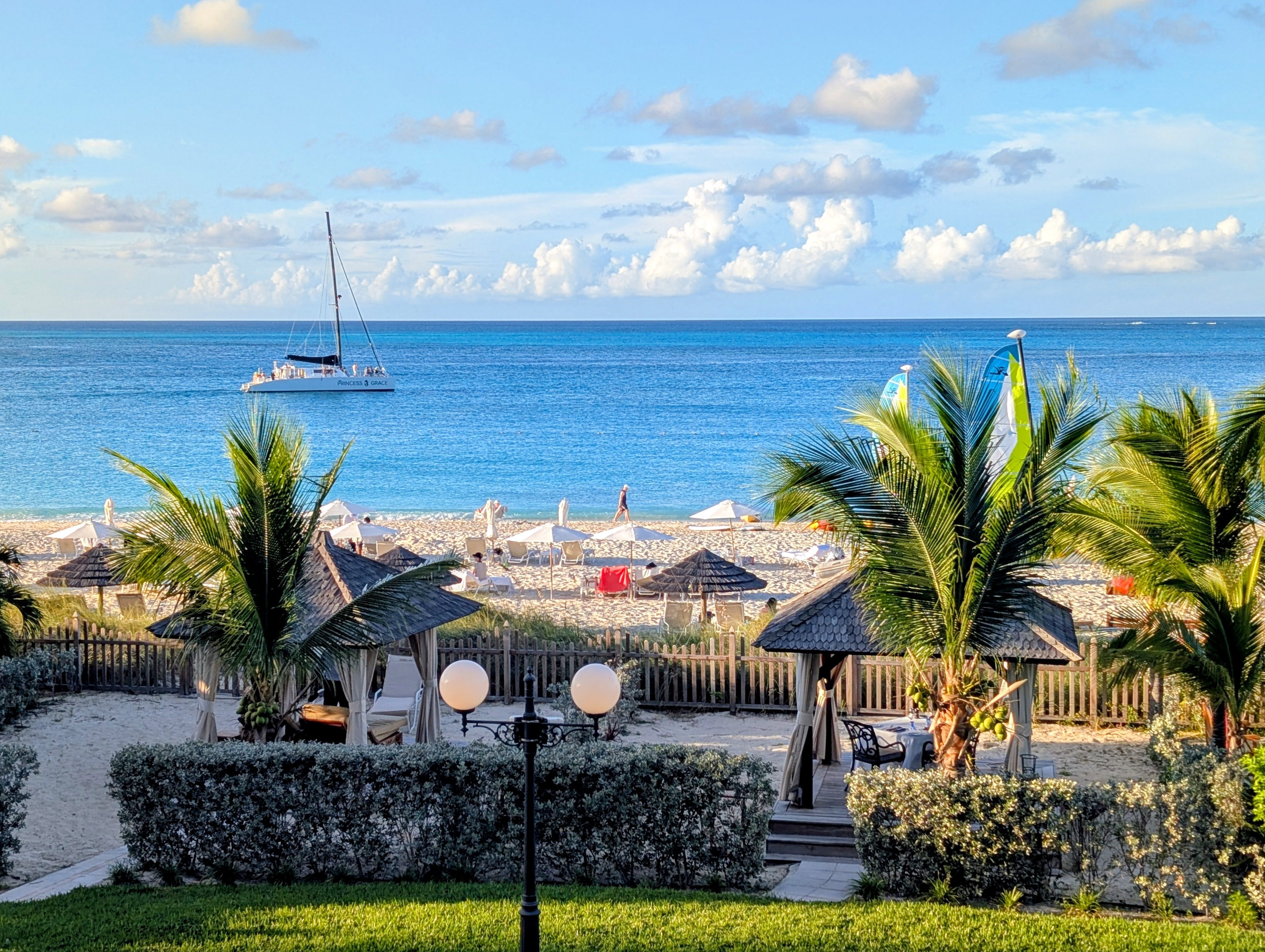 Summer, Palm Tree, Plant